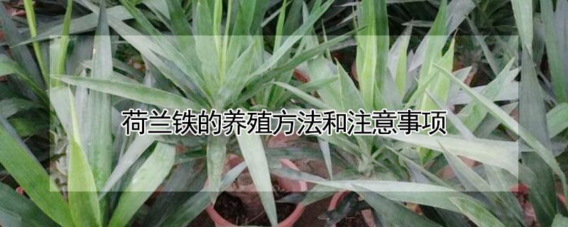 荷兰铁的养殖方法和注意事项（荷兰铁的养殖方法和注意事项有哪些）