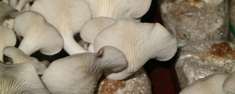 凤尾菇栽培技术 凤尾菇的栽培技术