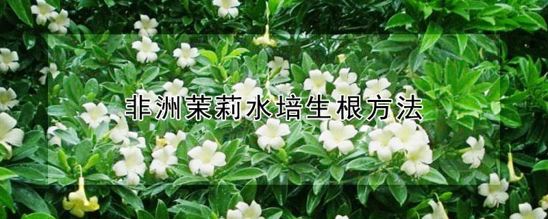 非洲茉莉水培生根方法 非洲茉莉可以水培生根吗