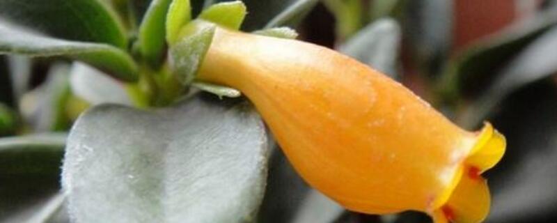 金鱼吊兰为什么落叶子（金鱼吊兰落叶严重）