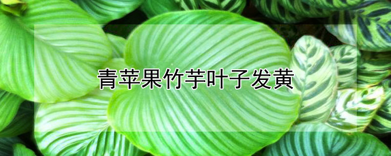 青苹果竹芋叶子发黄（青苹果竹芋叶子发黄怎么补救）