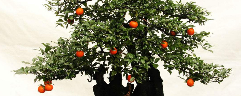 金弹子小苗如何养粗壮（金弹子小苗怎样根艺）