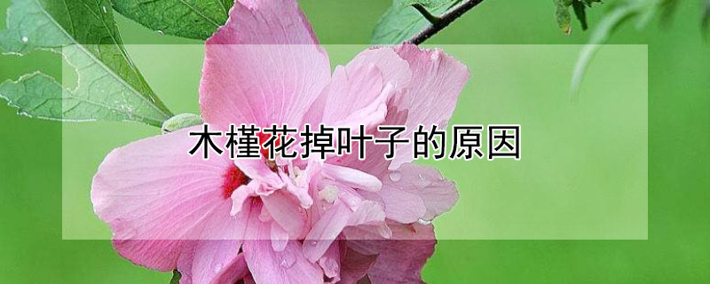 木槿花掉叶子的原因（）