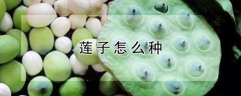 莲子怎么种（莲子怎么种植）