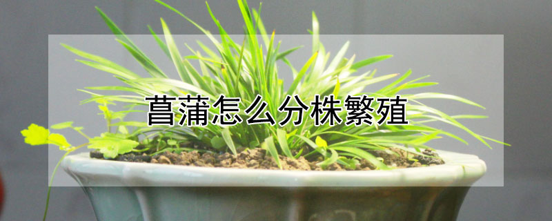 菖蒲怎么分株繁殖 石菖蒲如何繁殖