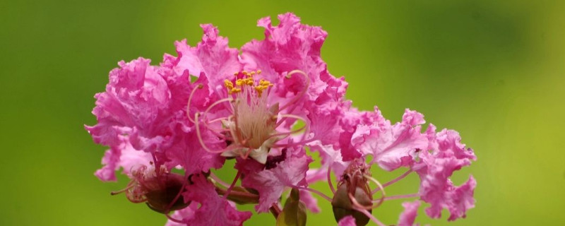 紫薇种子发芽方法 紫薇的种子繁殖方法