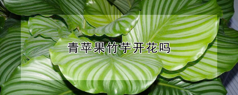 青苹果竹芋开花吗（青苹果竹芋会开花吗）
