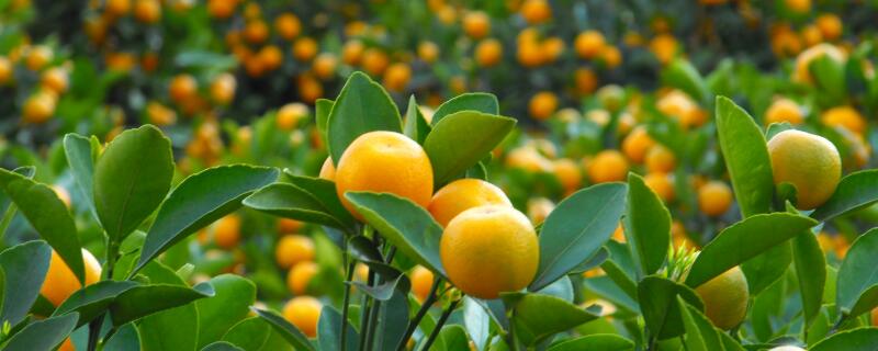 金桔盆栽夏天怎么养(盆栽金桔怎么过冬)