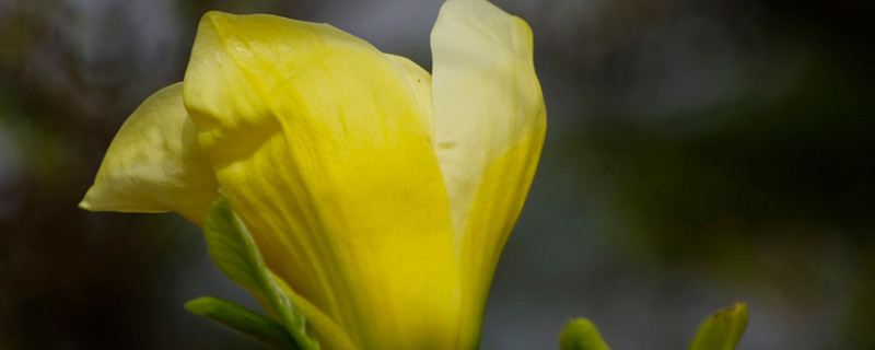 黄玉兰花怎么种 盆栽黄玉兰花如何种植