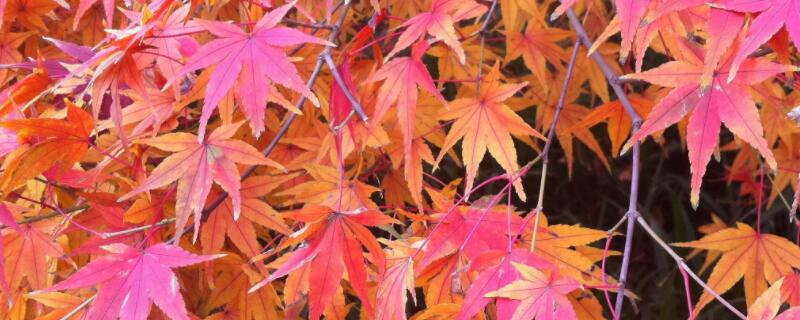 黄金枫怎么修剪（红枫修剪方法）