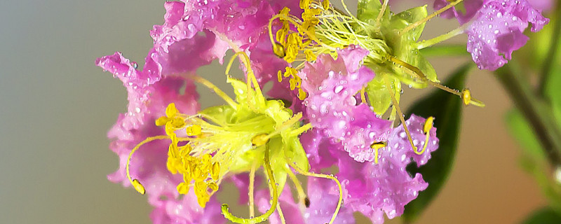 紫薇为什么不开花（紫薇为什么不开会花）