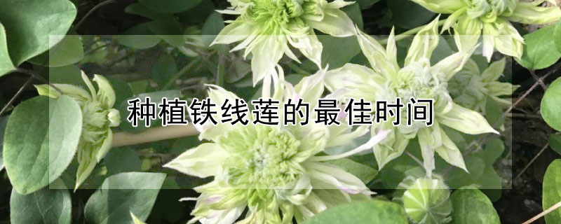 种植铁线莲的最佳时间（铁线莲种植时间和方法）