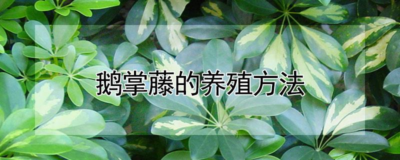 鹅掌藤的养殖方法 鹅掌藤的养殖方法和浇灌水