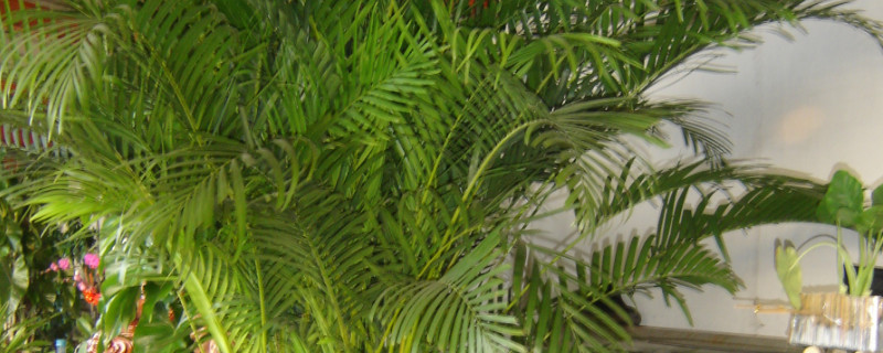 凤尾竹如何施肥浇水(凤尾竹怎样施肥浇水)