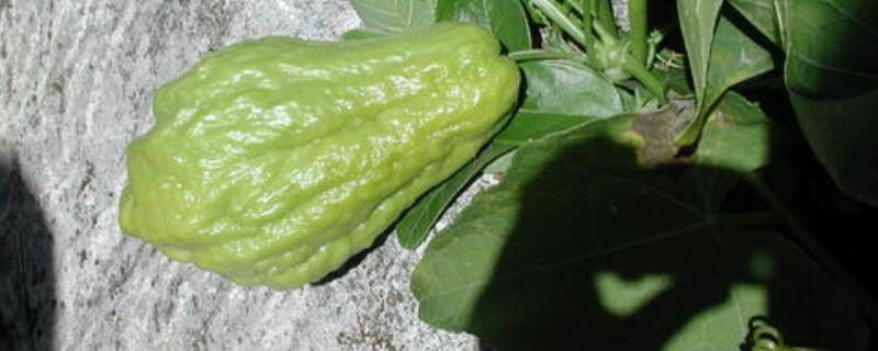 佛手瓜不结果咋回事 我种的佛手瓜为什么不结果