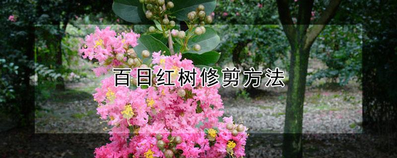 百日红树修剪方法(百日红怎样修剪树形)