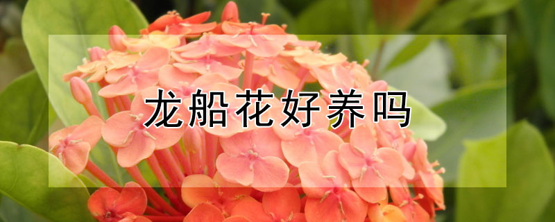 龙船花好养吗（龙船花好养吗喜欢水吗）