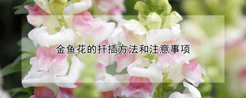 金鱼花的扦插方法和注意事项 金鱼花叶子能扦插吗
