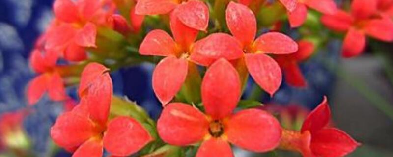 龙船花移栽注意事项 龙船花怎么移盆