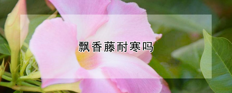 飘香藤耐寒吗（飘香藤耐寒吗?浙江可以地栽吗?）