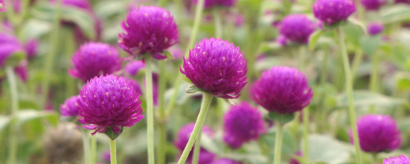 千日红怎么修剪 千日红怎么修剪到哪里