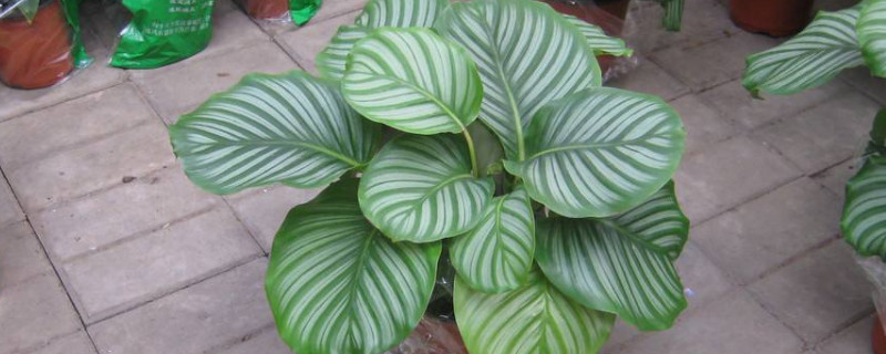 苹果竹芋怎么长高（苹果竹芋不长高）