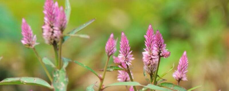 青葙切花怎么养（冬青切花怎么养）