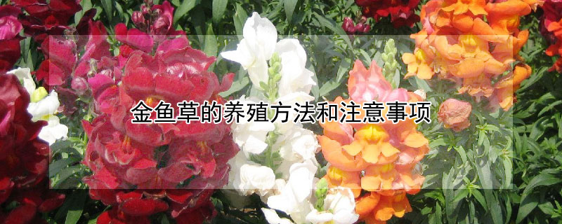 金鱼草的养殖方法和注意事项（金鱼草的养殖方法和注意事项有哪些）