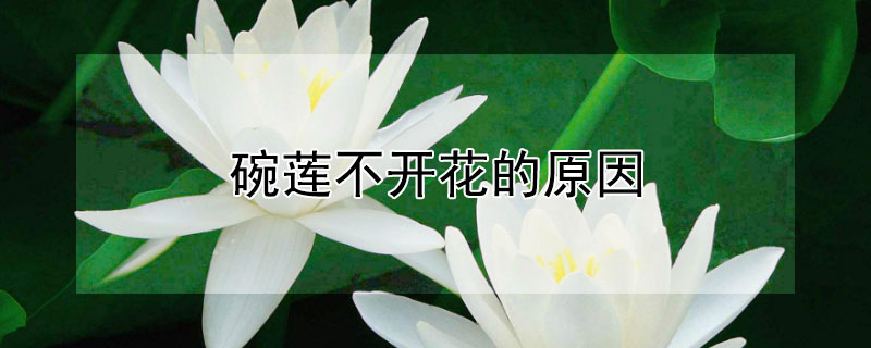 碗莲不开花的原因（碗莲不开花的原因(经验）