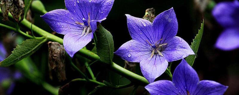 桔梗花如何过冬 桔梗花如何越冬