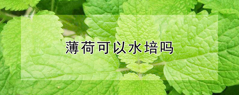 薄荷可以水培吗 盆栽薄荷可以水培吗