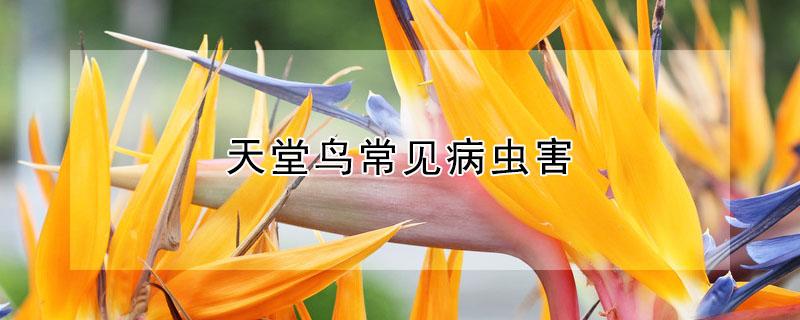 天堂鸟常见病虫害 天堂鸟的病虫害防治
