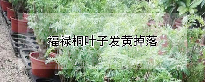 福禄桐叶子发黄掉落 羽叶福禄桐叶子发黄掉落