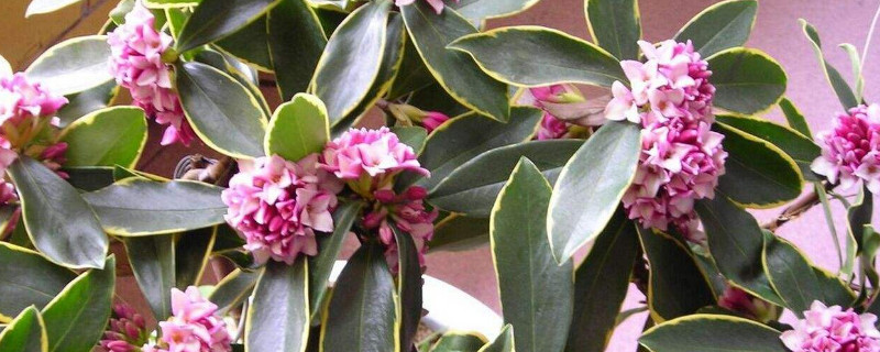 金边瑞香花苞不开变黑（金边瑞香的花苞干枯）