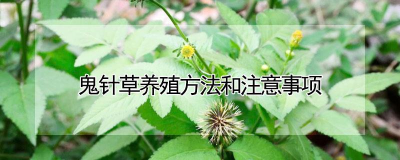 鬼针草养殖方法和注意事项 鬼针草的种植方法