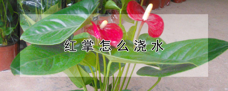 红掌怎么浇水（红掌怎么浇水?）