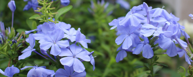 蓝雪花怎么打顶促分枝（蓝雪花侧枝多长打顶）