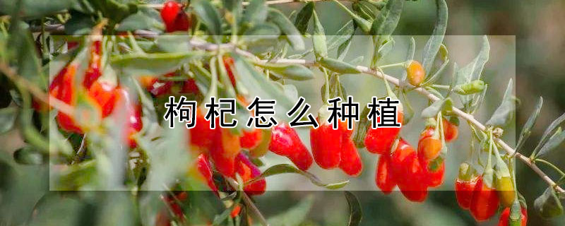 枸杞怎么种植（枸杞怎么种植成活率高）