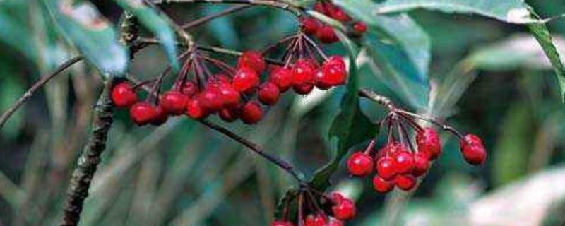 朱砂根不结果的原因(朱砂根不结果怎么回事)