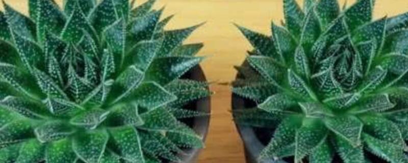 波露叶子发软变黄原因(波露黄叶怎么办)