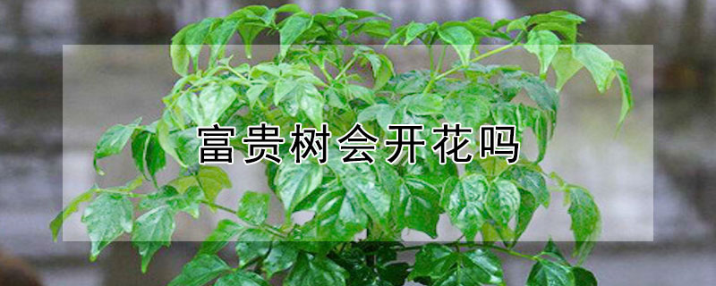 富贵树会开花吗 富贵树会开花吗贵树怎么开花
