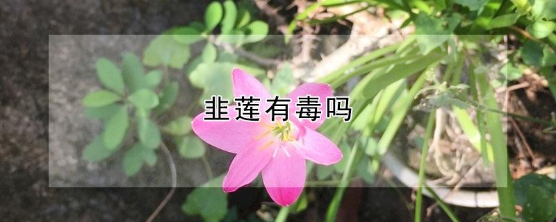 韭莲有毒吗 花韭有没有毒