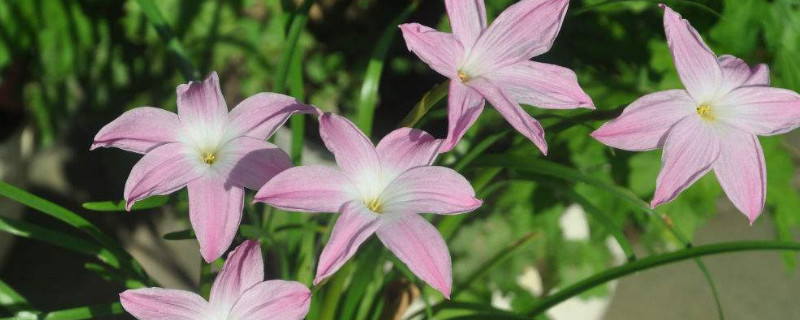 风雨兰冬天起球吗（风雨兰冬天开花吗）