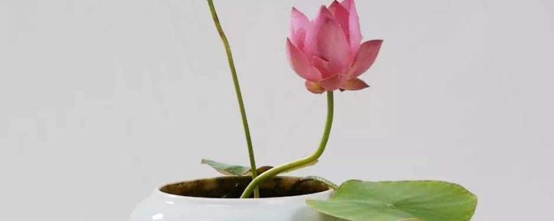 碗莲需要换水吗 土培碗莲需要换水吗
