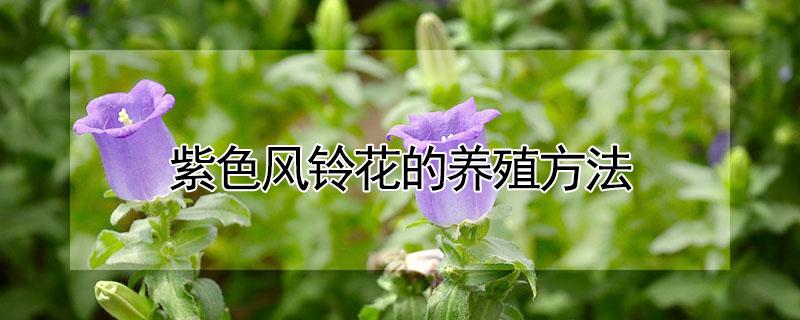 紫色风铃花的养殖方法（重瓣紫色风铃花的养殖方法）