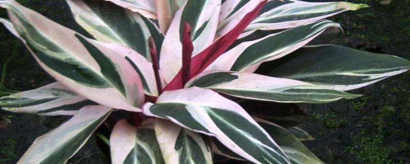 竹芋能在叶面喷水吗（竹芋水浇多了卷叶怎么办）