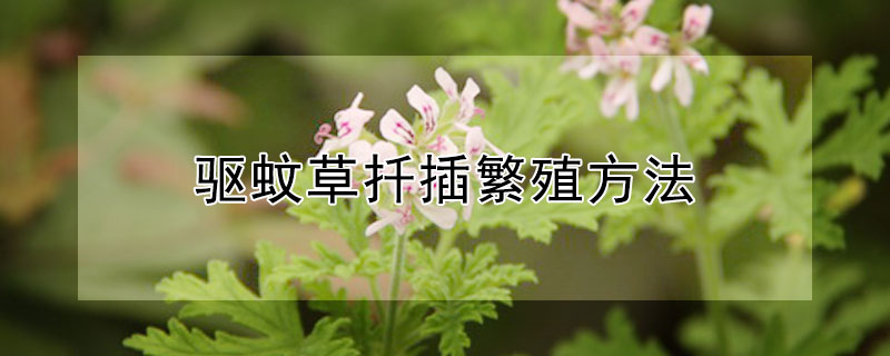 驱蚊草扦插繁殖方法 驱蚊草的种植和扦插方法