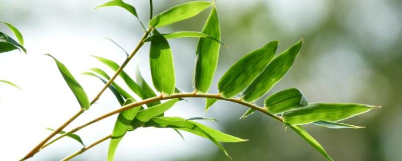 凤尾竹怎样分株（凤尾竹怎样栽培）