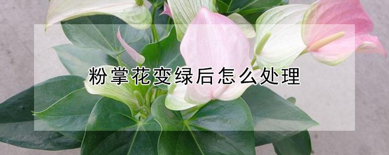 粉掌花变绿后怎么处理 粉掌变绿是什么原因