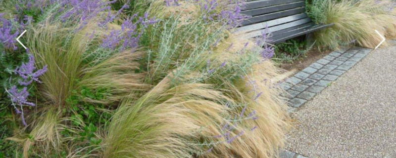 羽毛草怎么养（羽毛草的养殖方法）